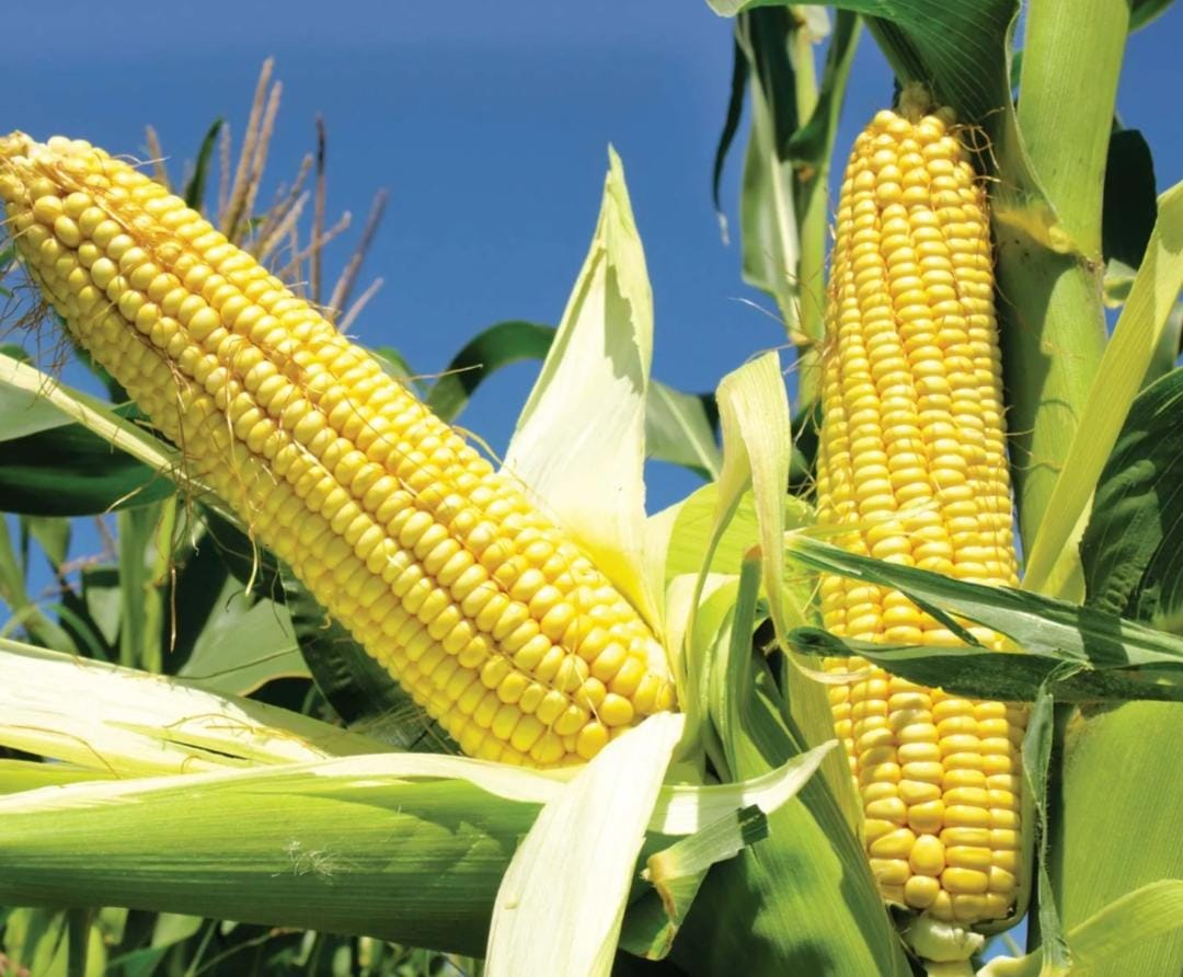 corn