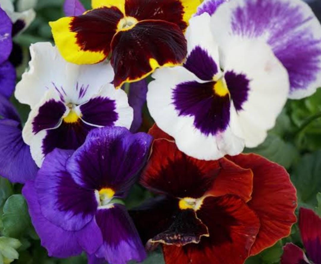 pansies and violas