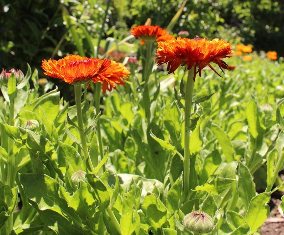 calendula