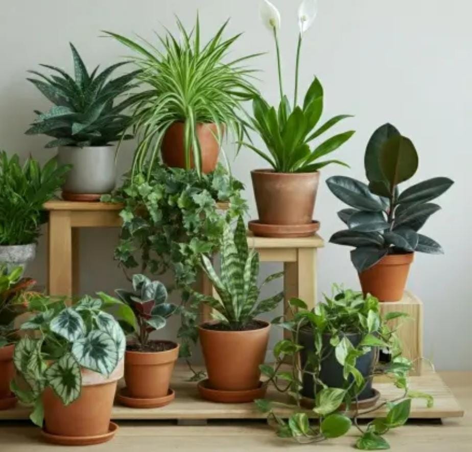 houseplants
