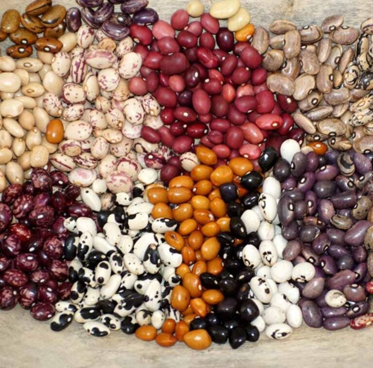 types of beans