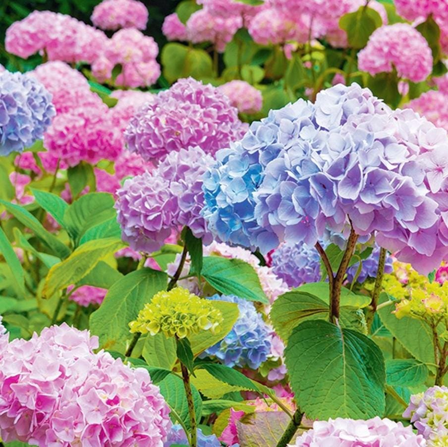 hydrangea flowers