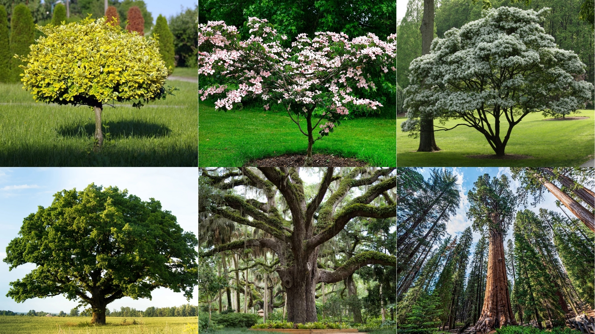 types of trees