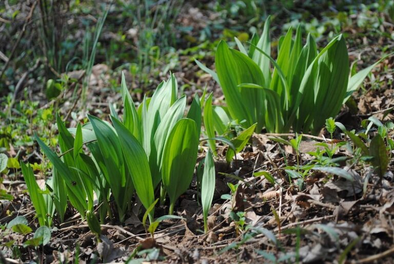 foraging