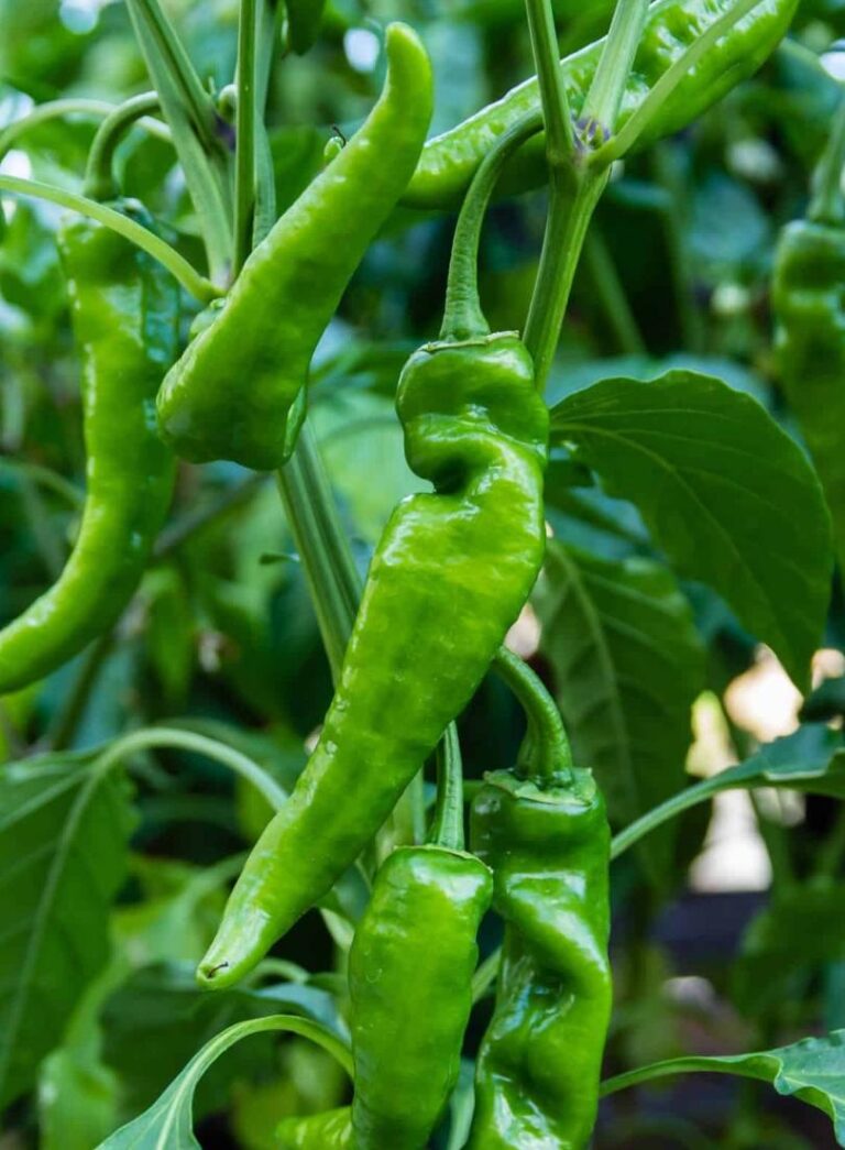 anaheim peppers