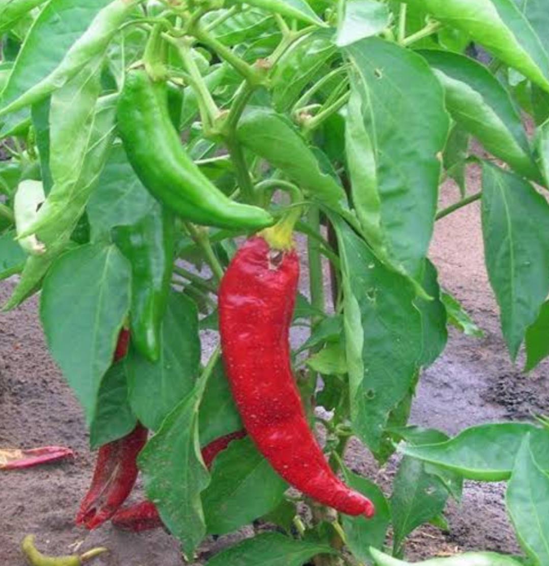 anaheim peppers