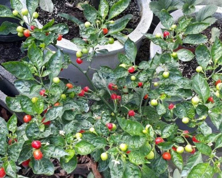 cherry peppers