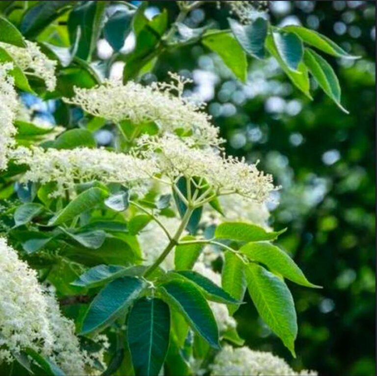 elderflower