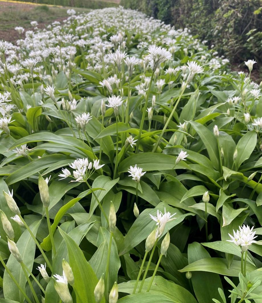 wild garlic