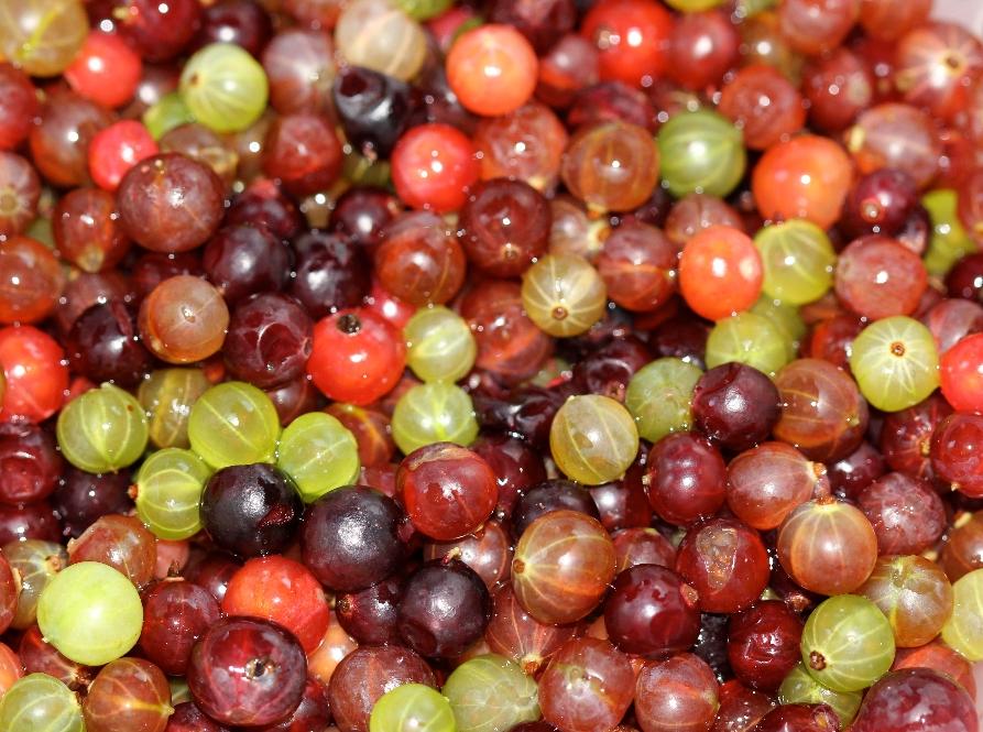 gooseberries