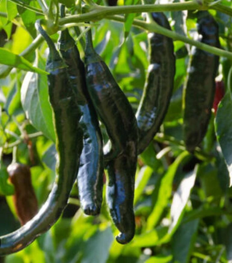 pasilla pepper