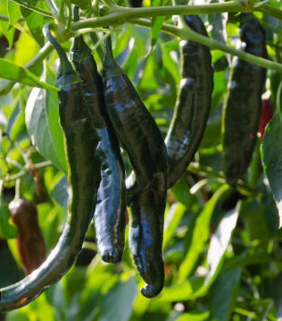 pasilla pepper