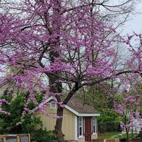 redbud tree