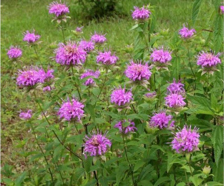 bergamot