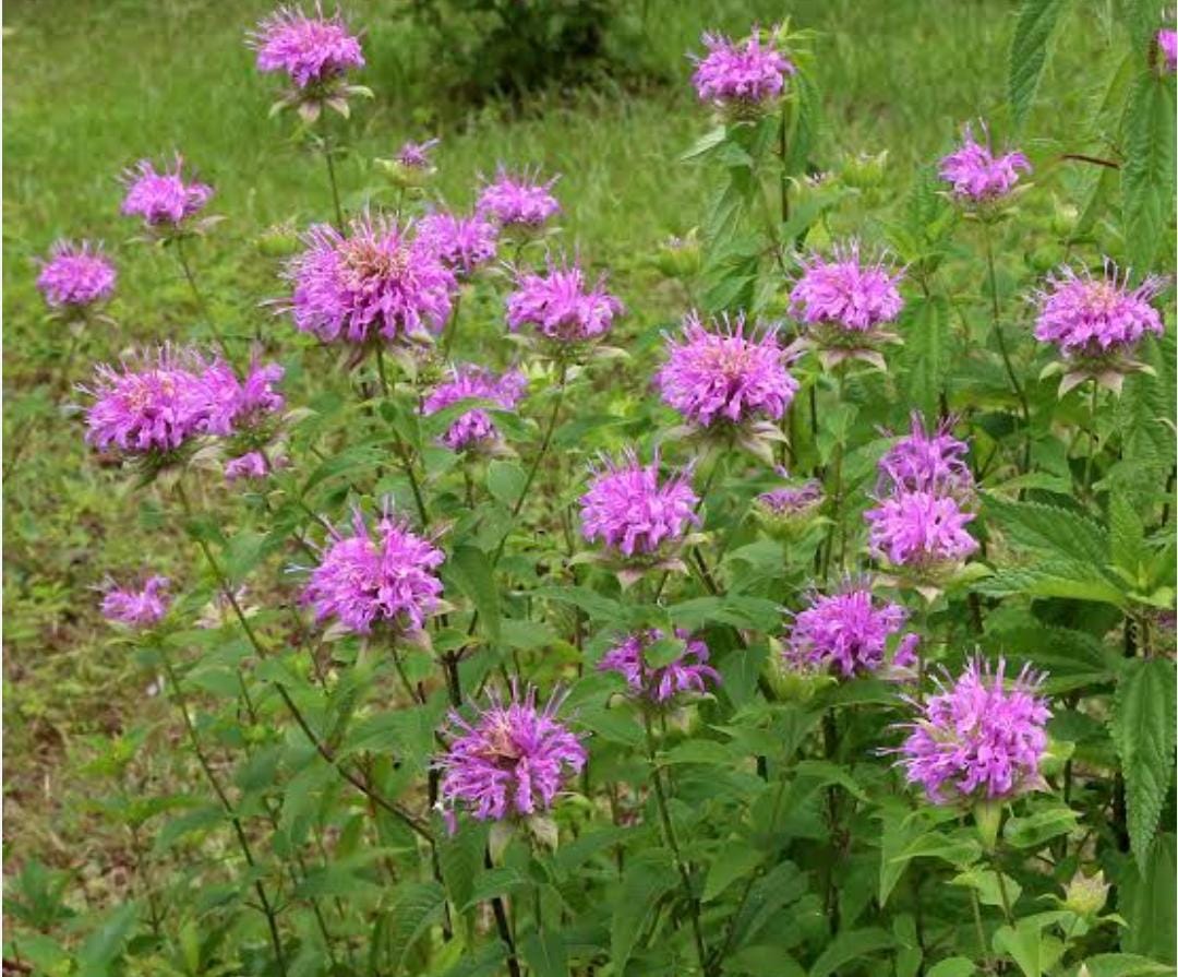 bergamot