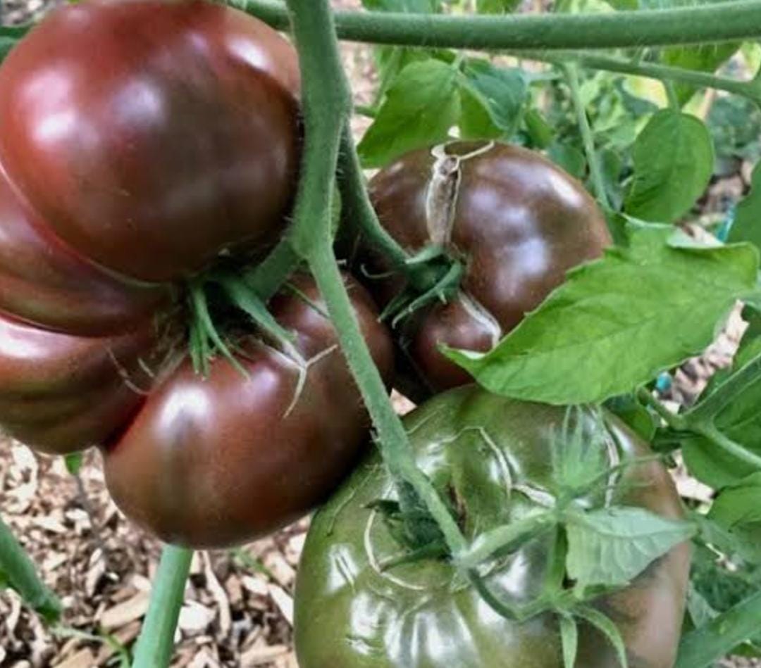 cherokee purple tomato