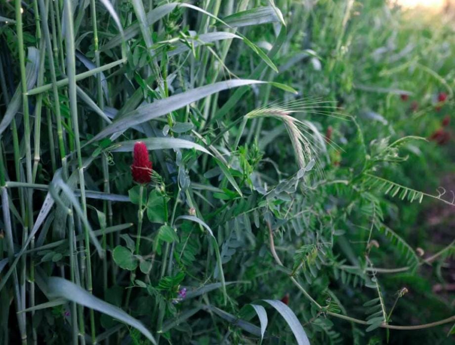 cover crops
