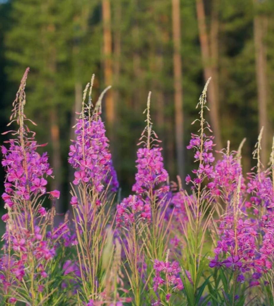 fireweed