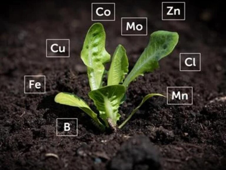 micronutrients