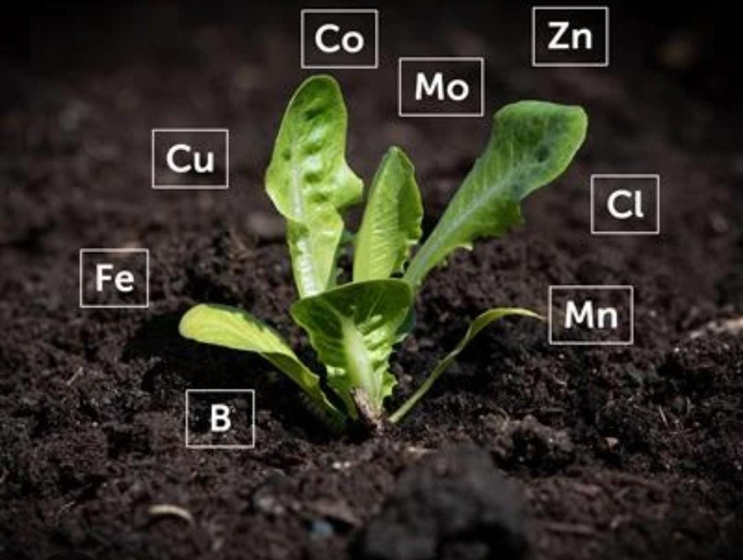 micronutrients