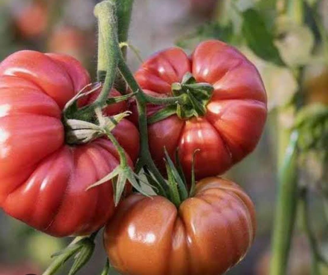 brandywine tomatoes