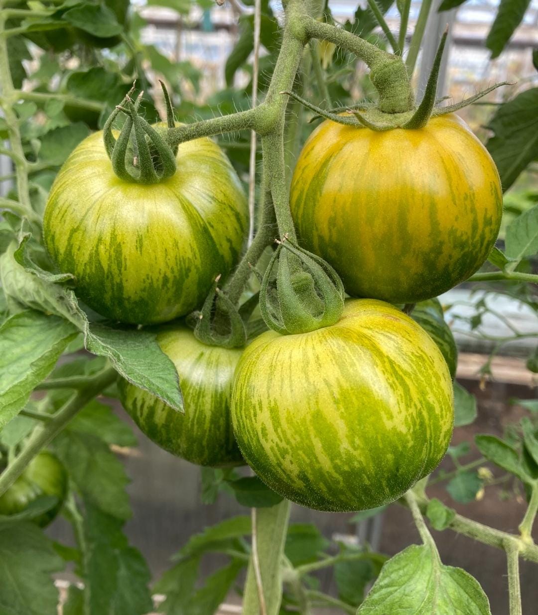green zebra tomato