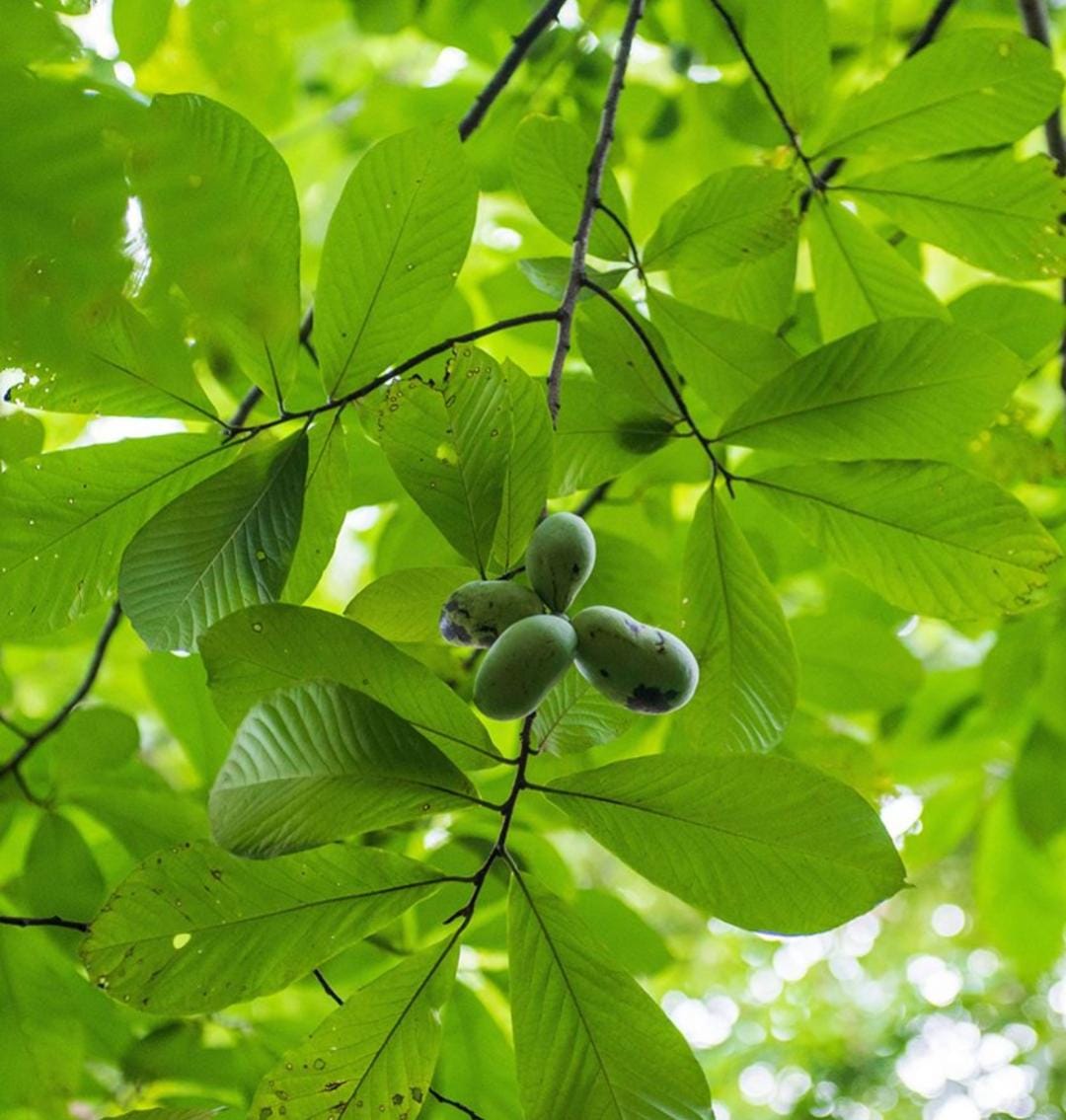 pawpaw