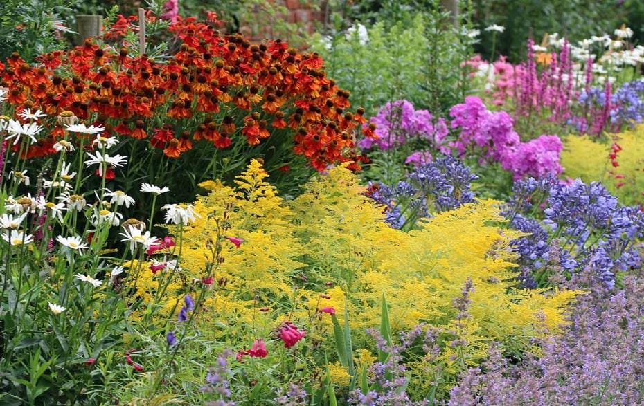 perennials